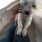 Doggy