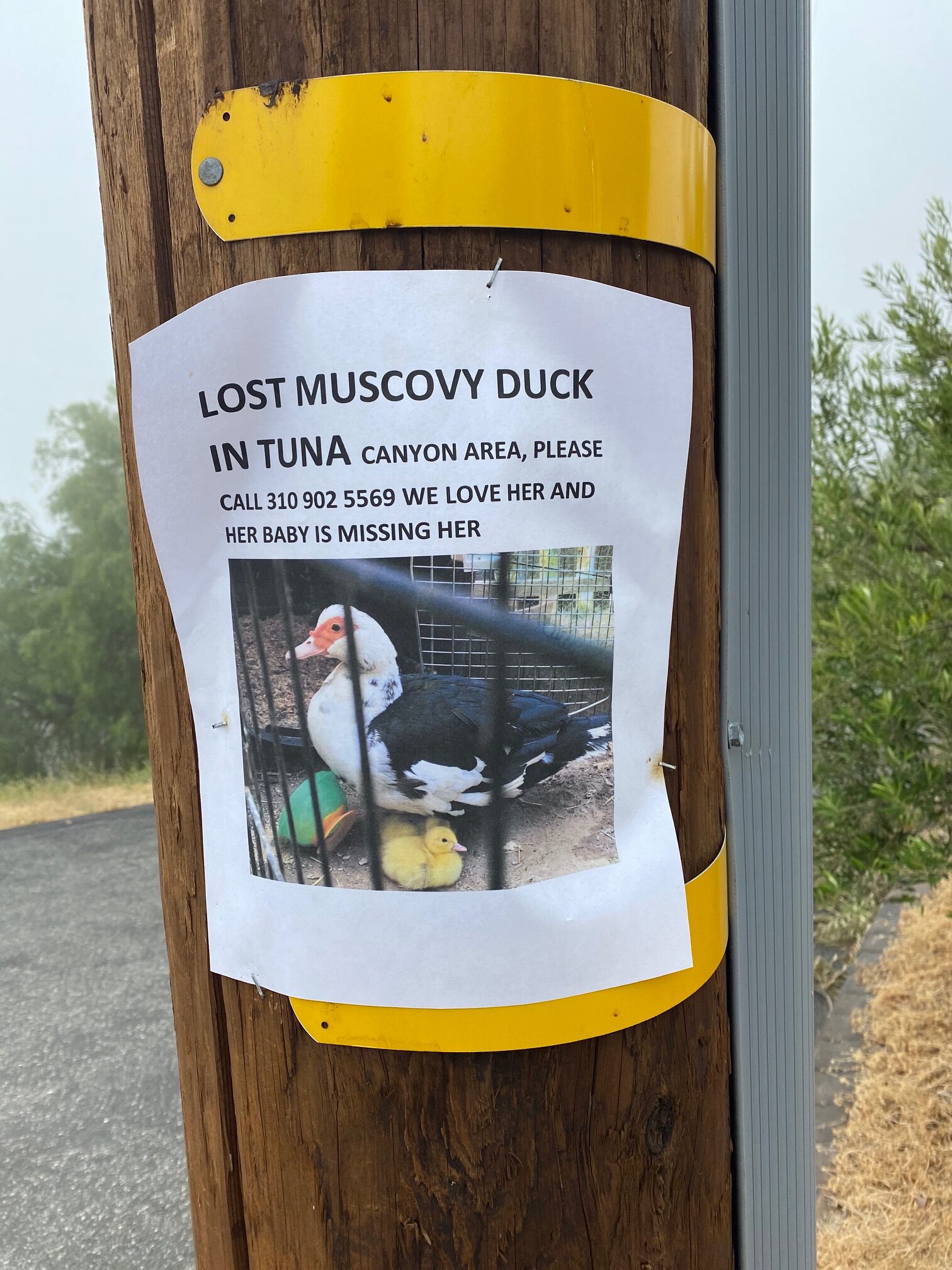 I dimman lurar prärievargen
