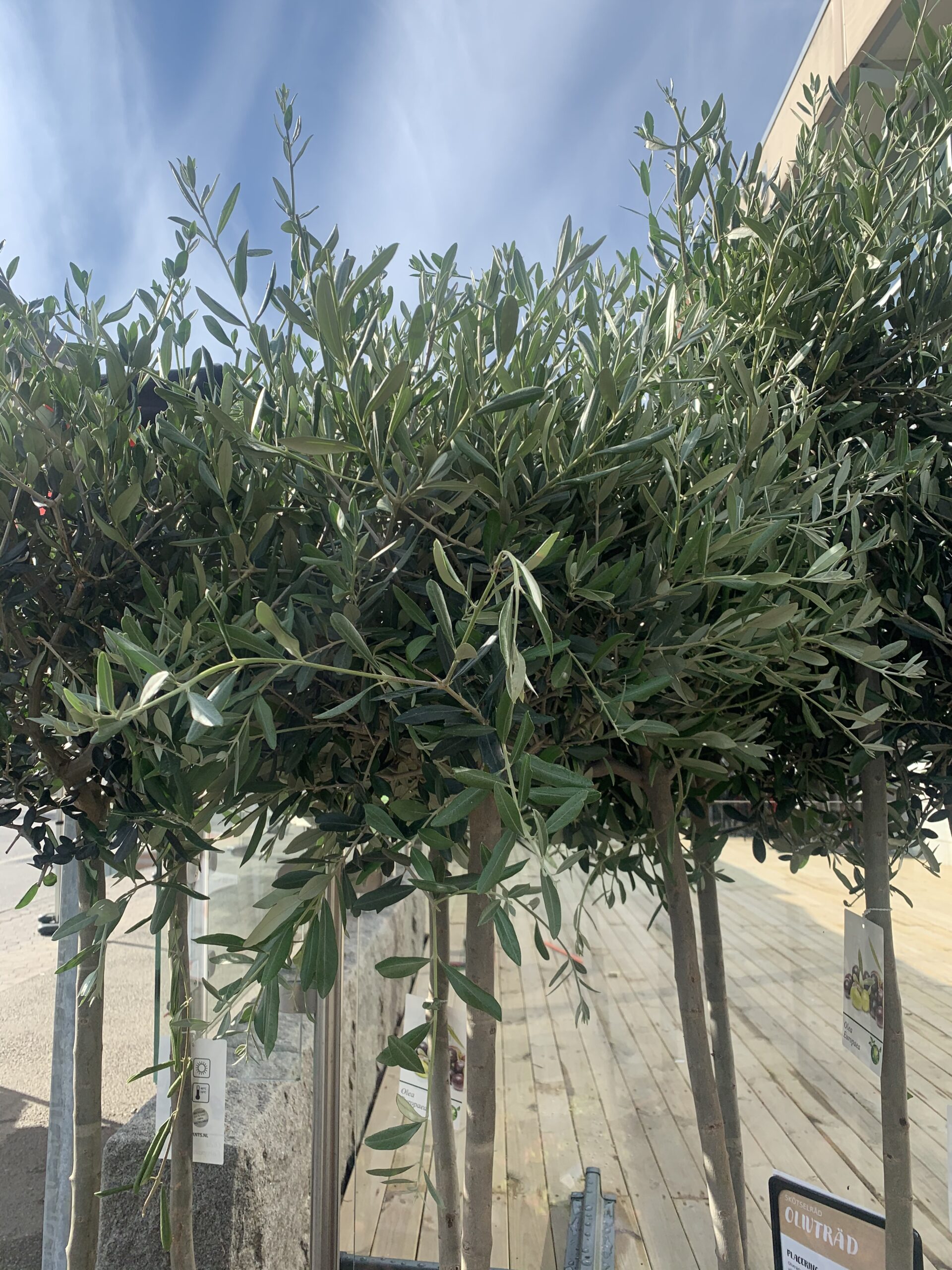 Week 20