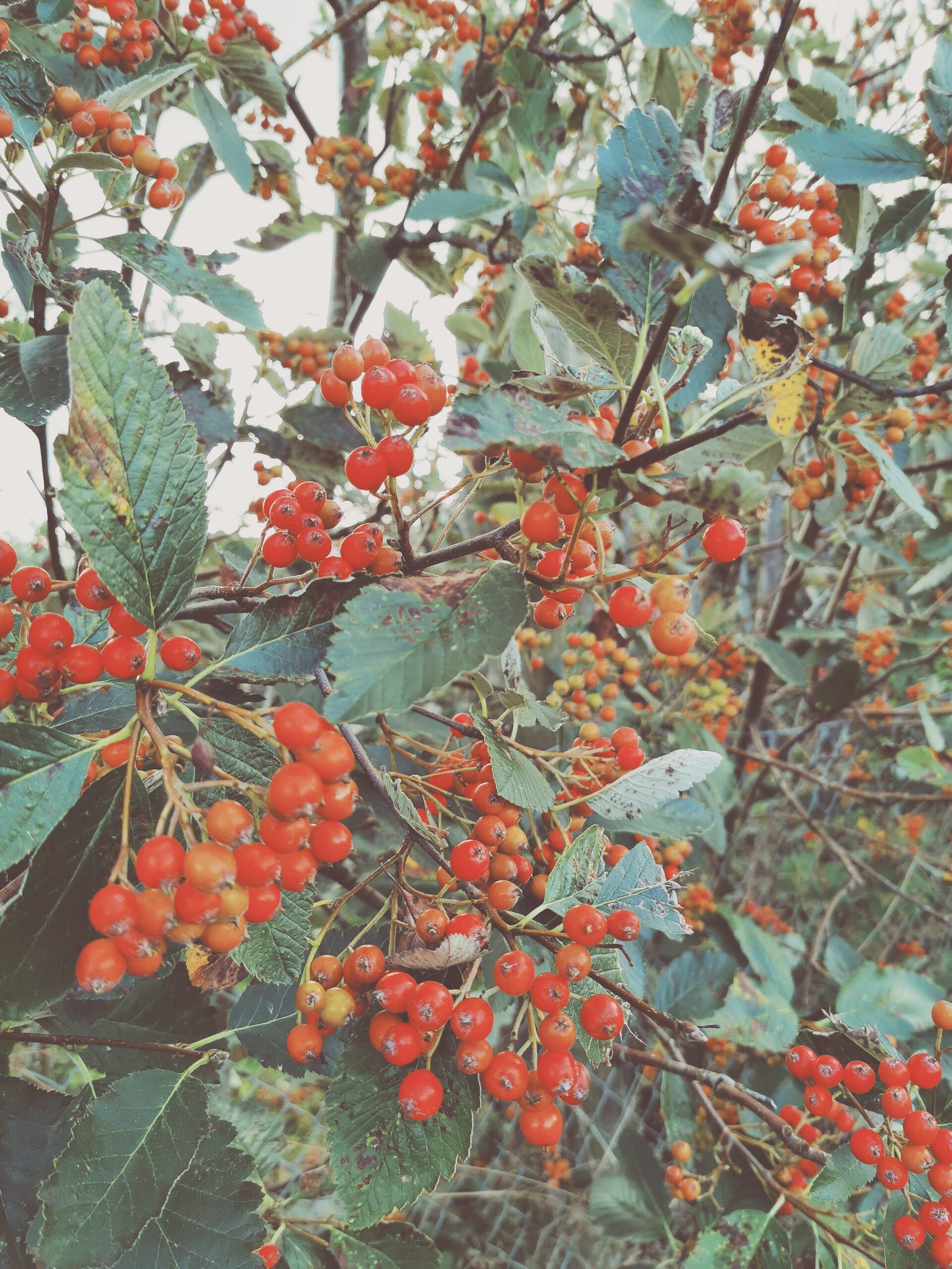 Updates from the forest