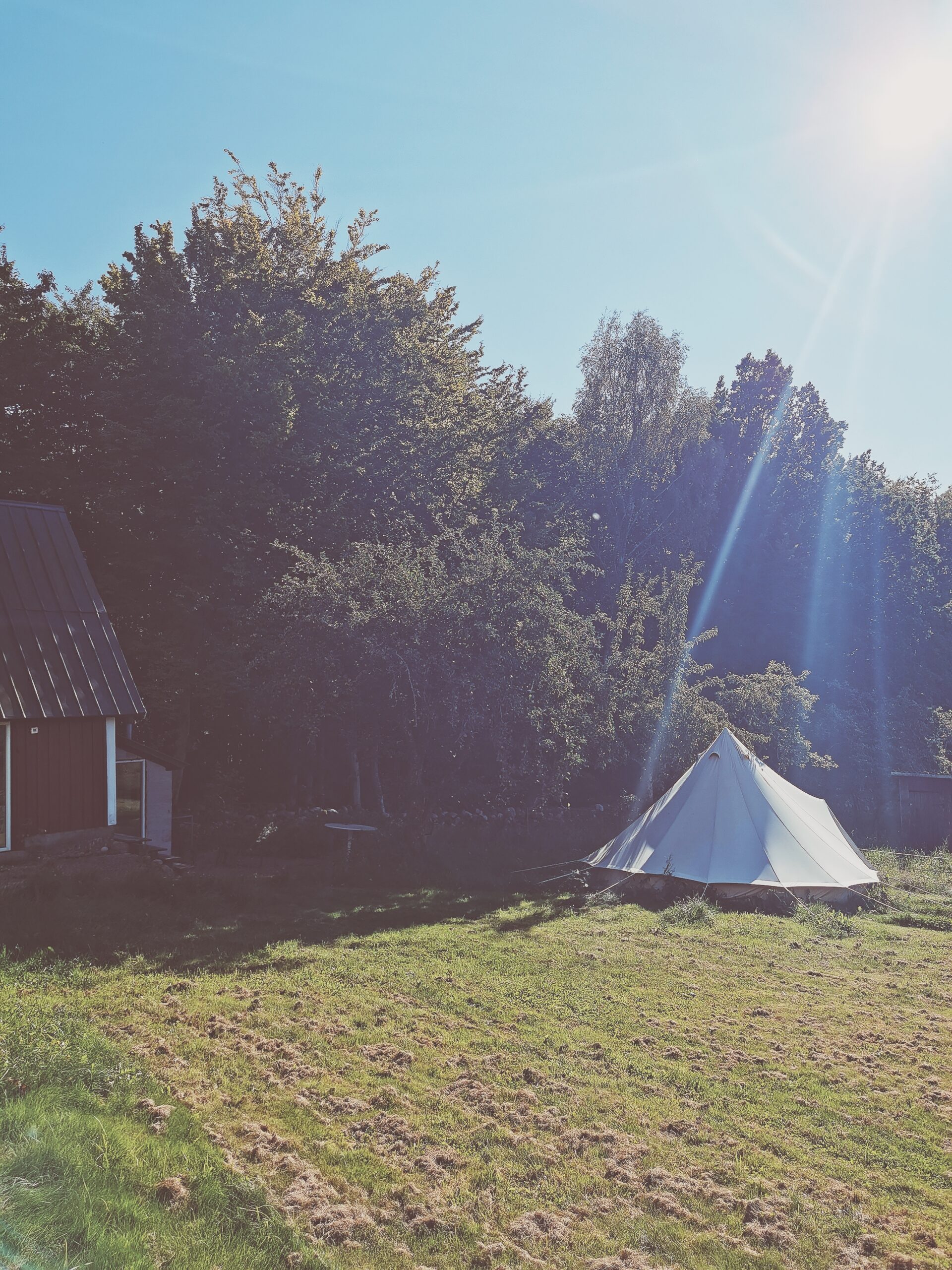 Updates from the forest