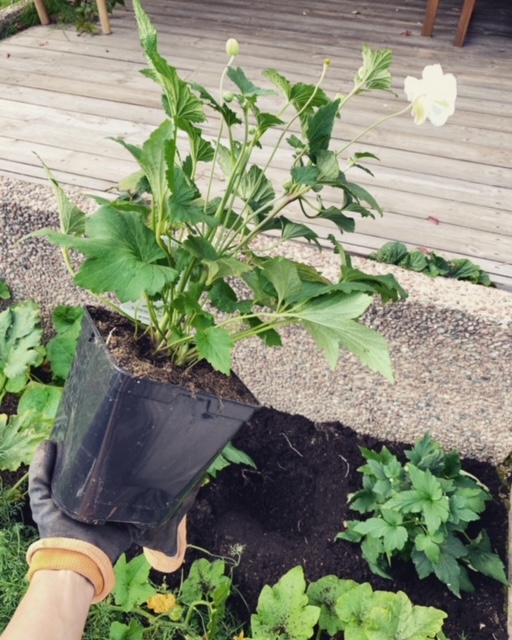 Weekend and the autumn garden