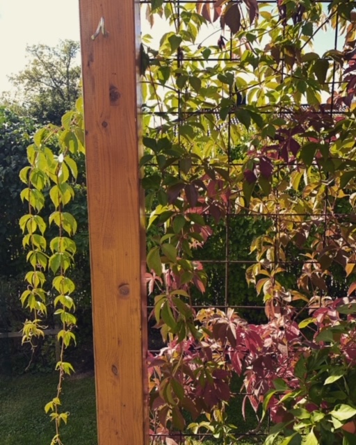 Weekend and the autumn garden
