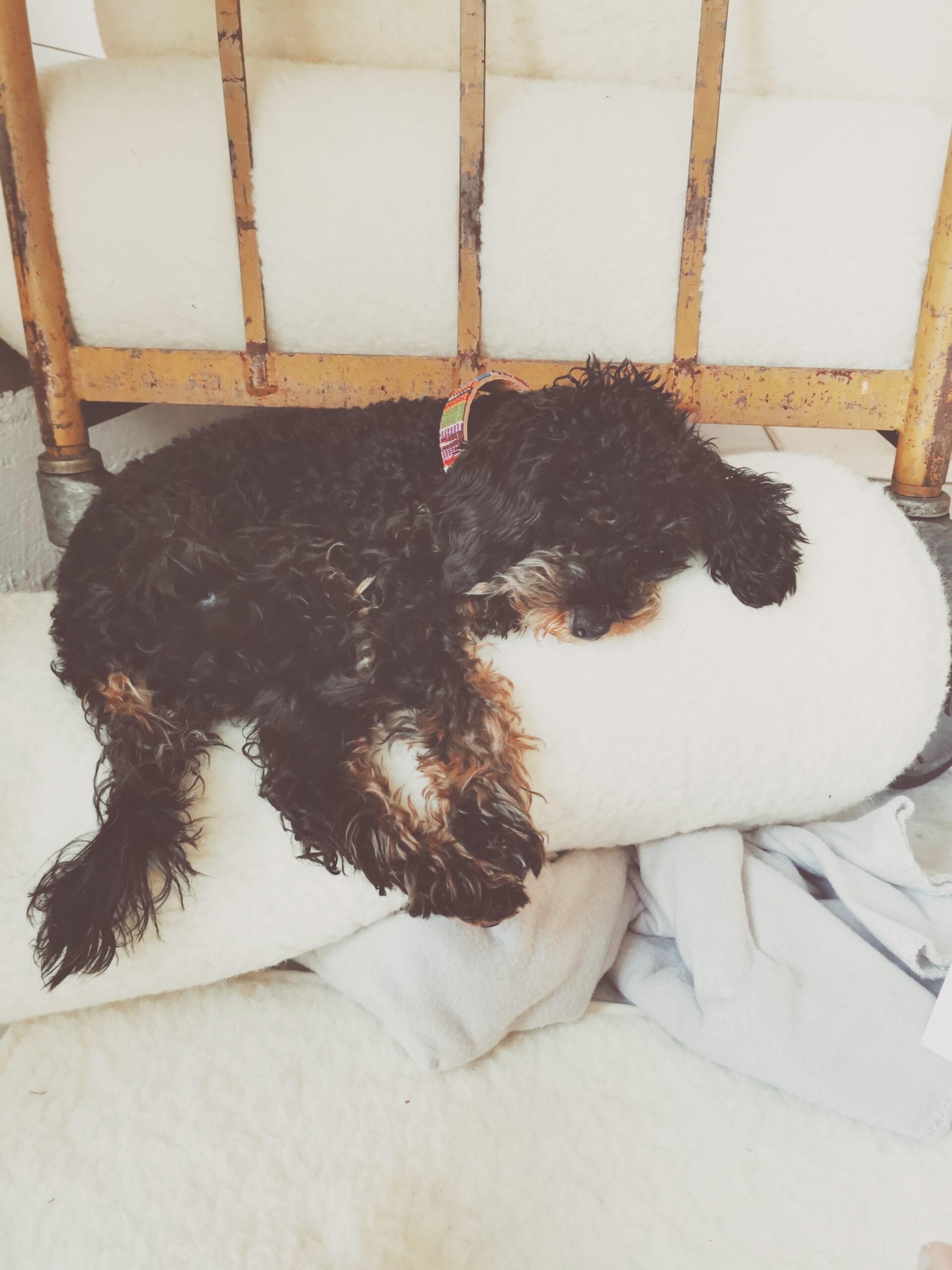 Retreats, puppy love and living my dream