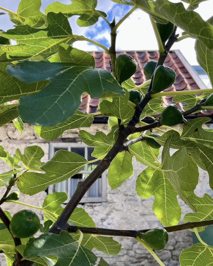 Att äga en trädgård