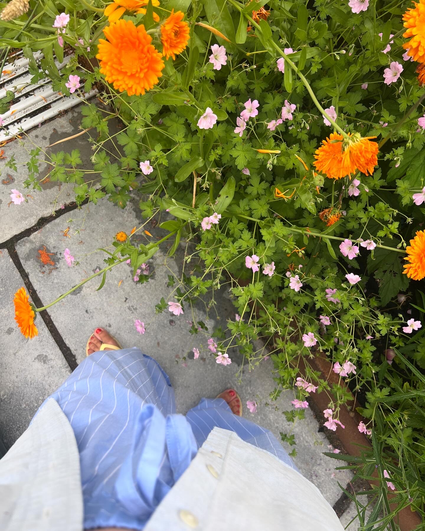 The garden issue