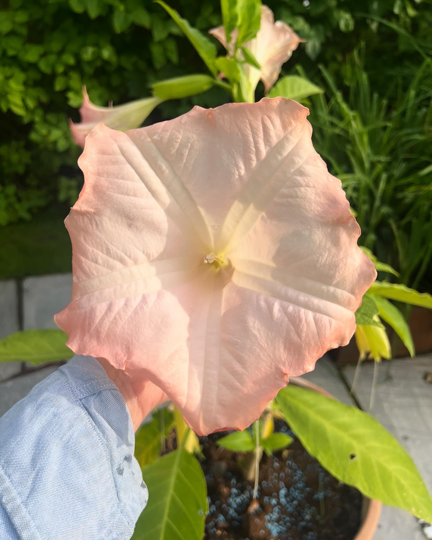 The garden issue