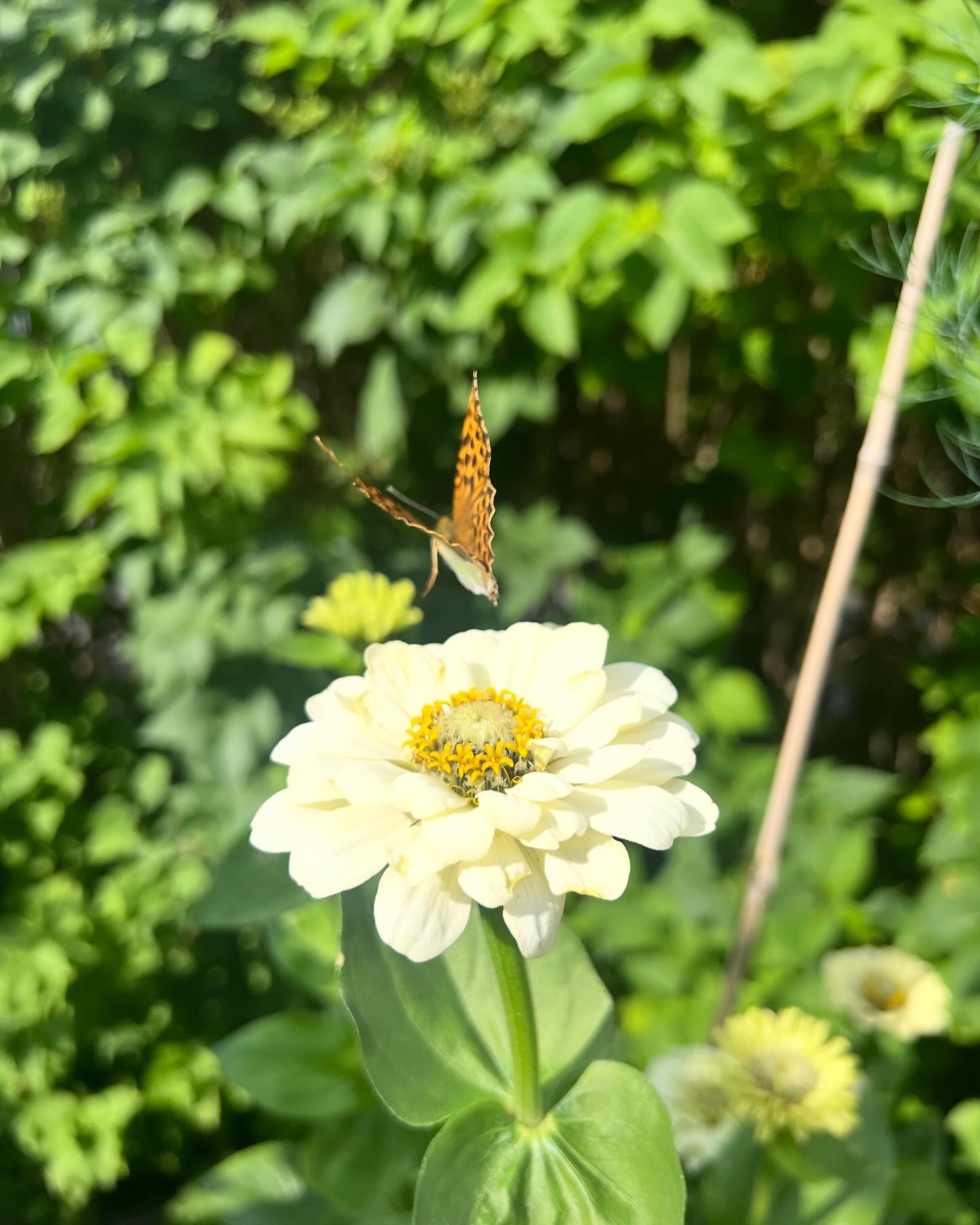 The garden issue
