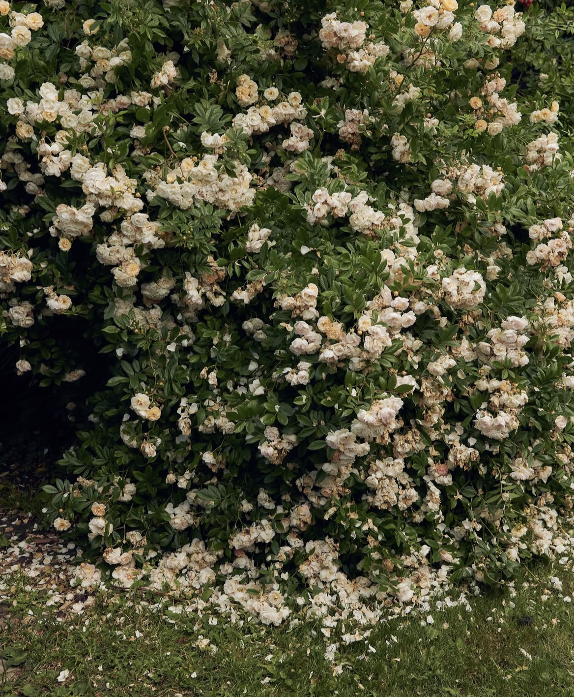 The roses of..