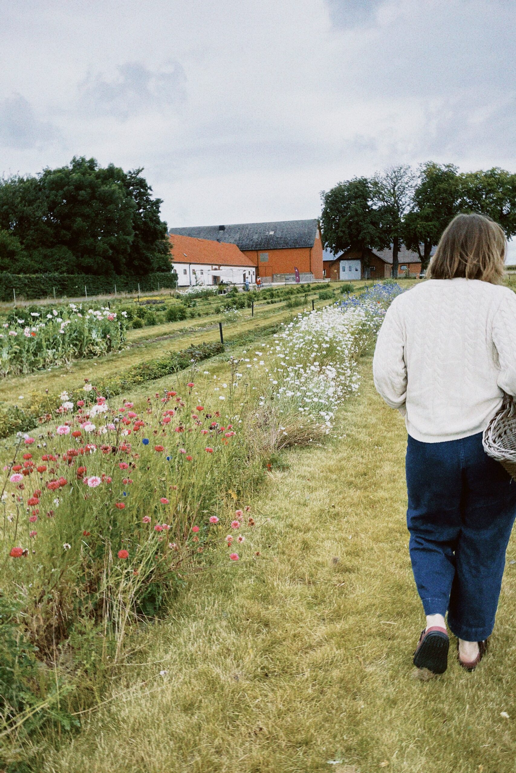 Slöjsilja & blomstermorot