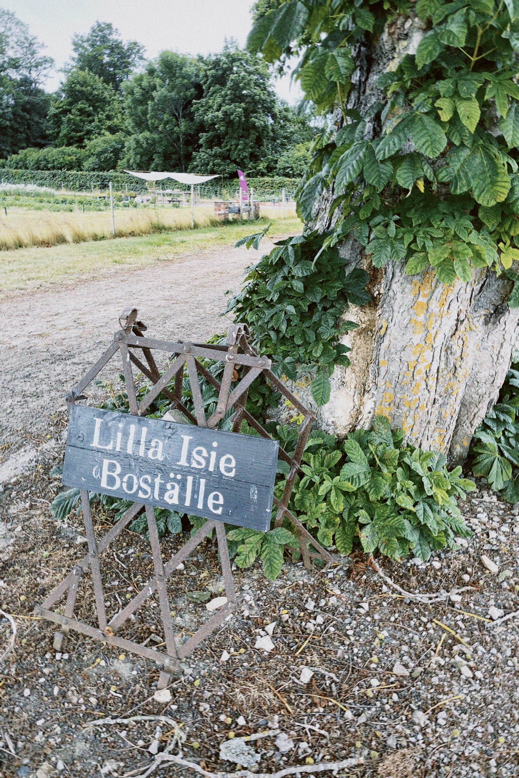 Slöjsilja & blomstermorot