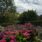 Drömsk botanisk trädgård