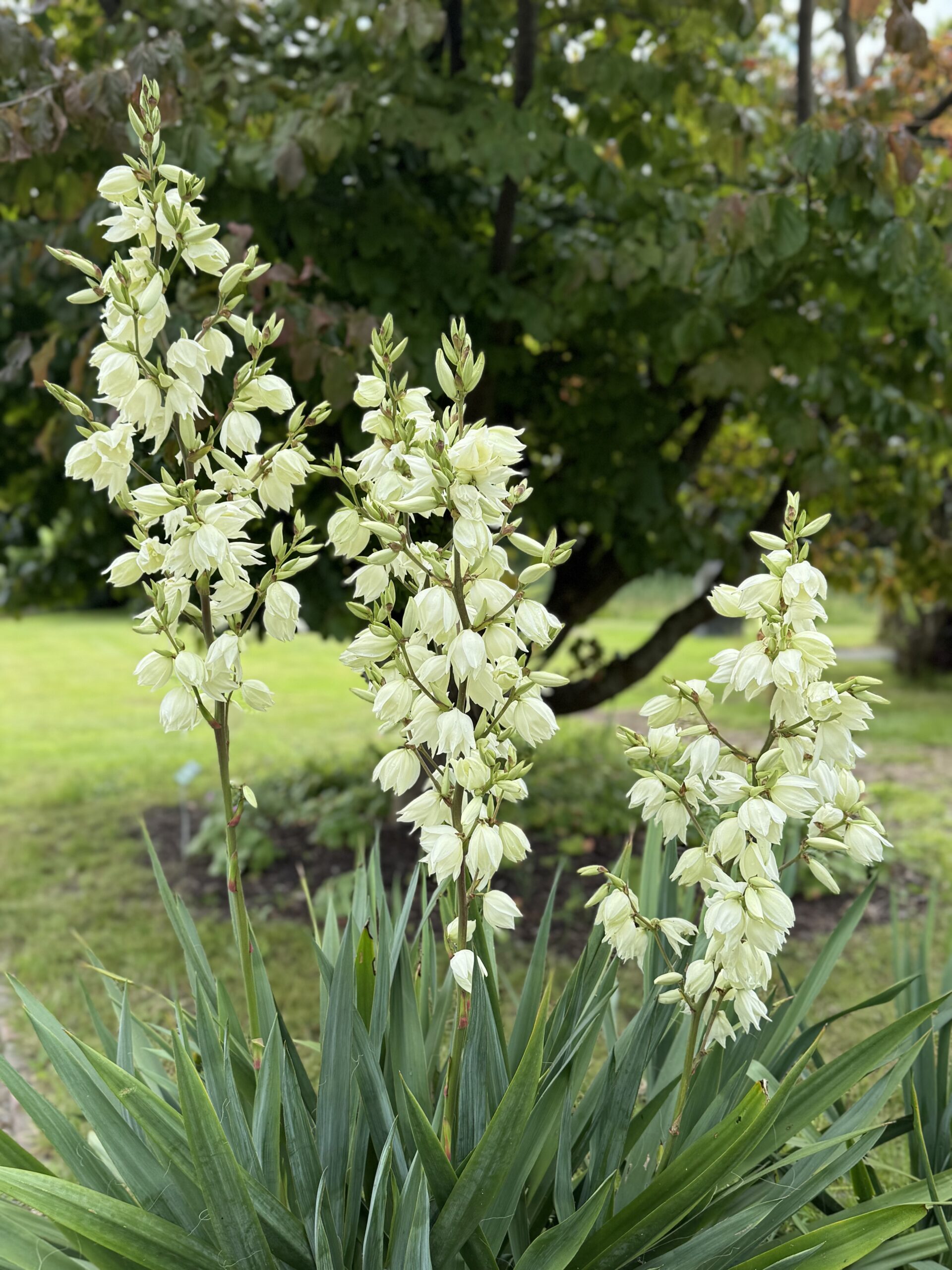 Drömsk botanisk trädgård
