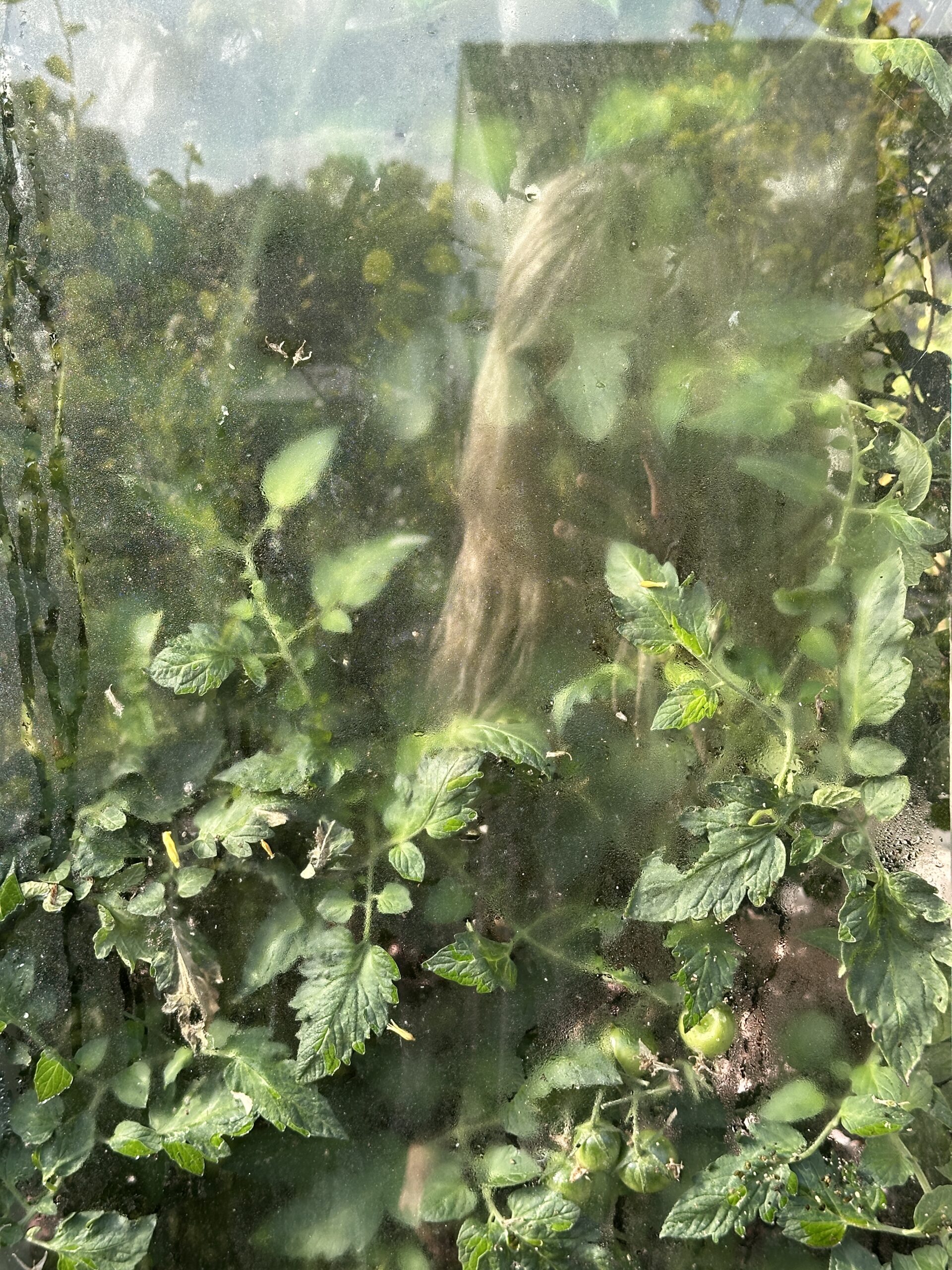 Trädgården och vad jag vill odla i år