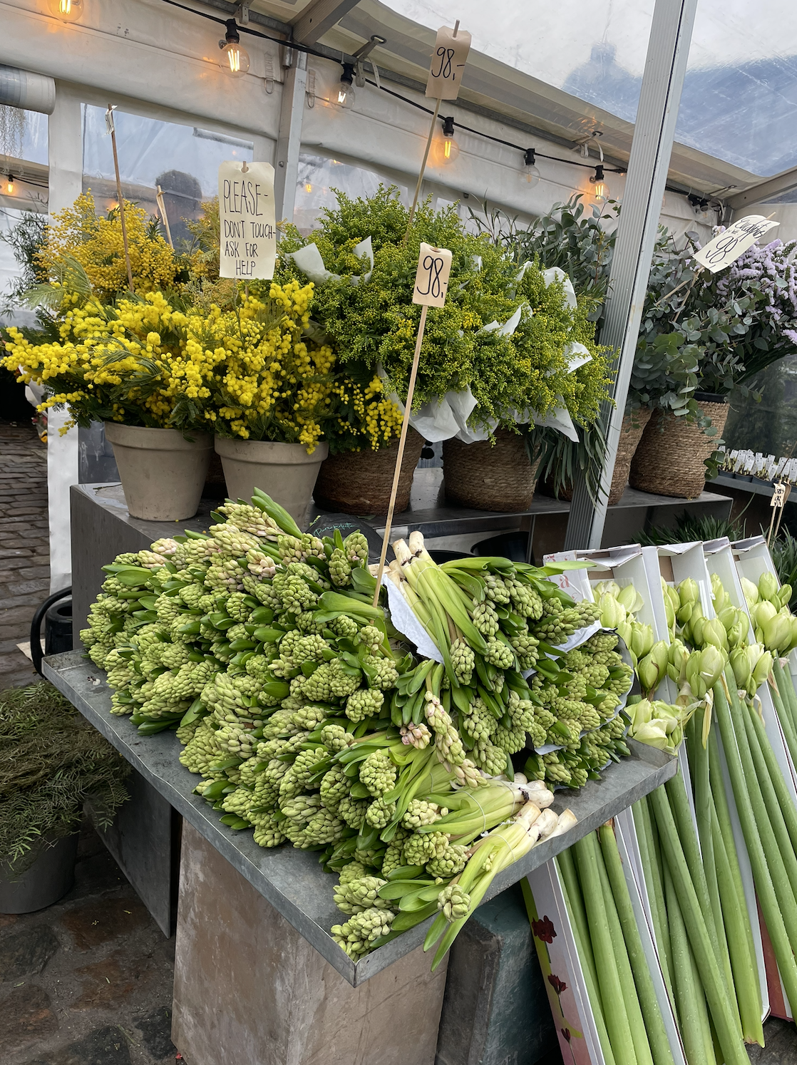 Magnolia, agretti & plusgrader