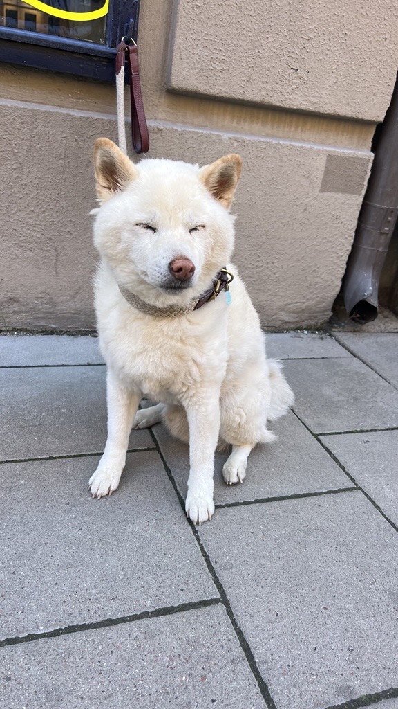 FAB LAB, en hund och underbara kompisar på jobbet
