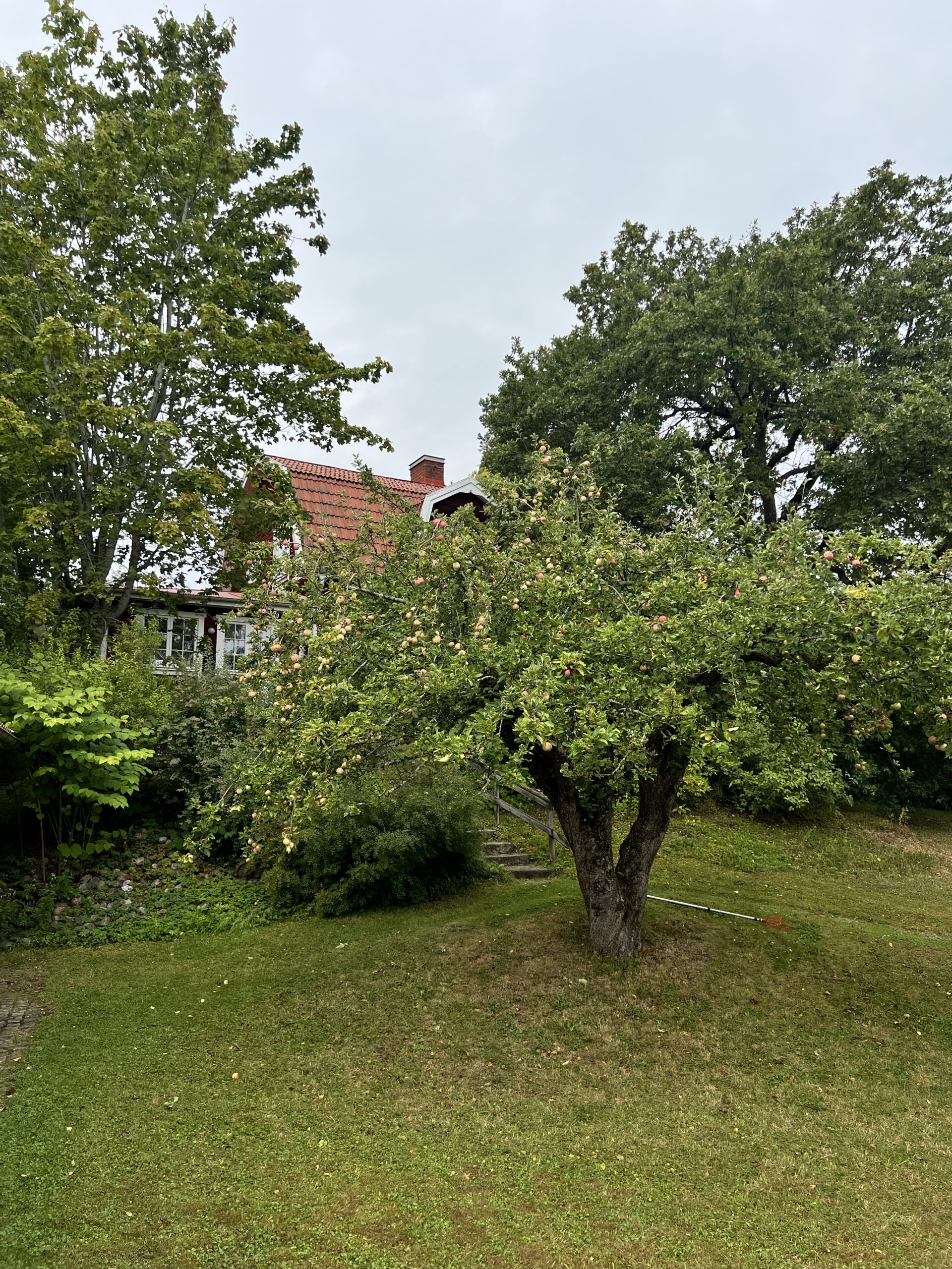 Fast hemma med en förkylning och vår egna skördetid