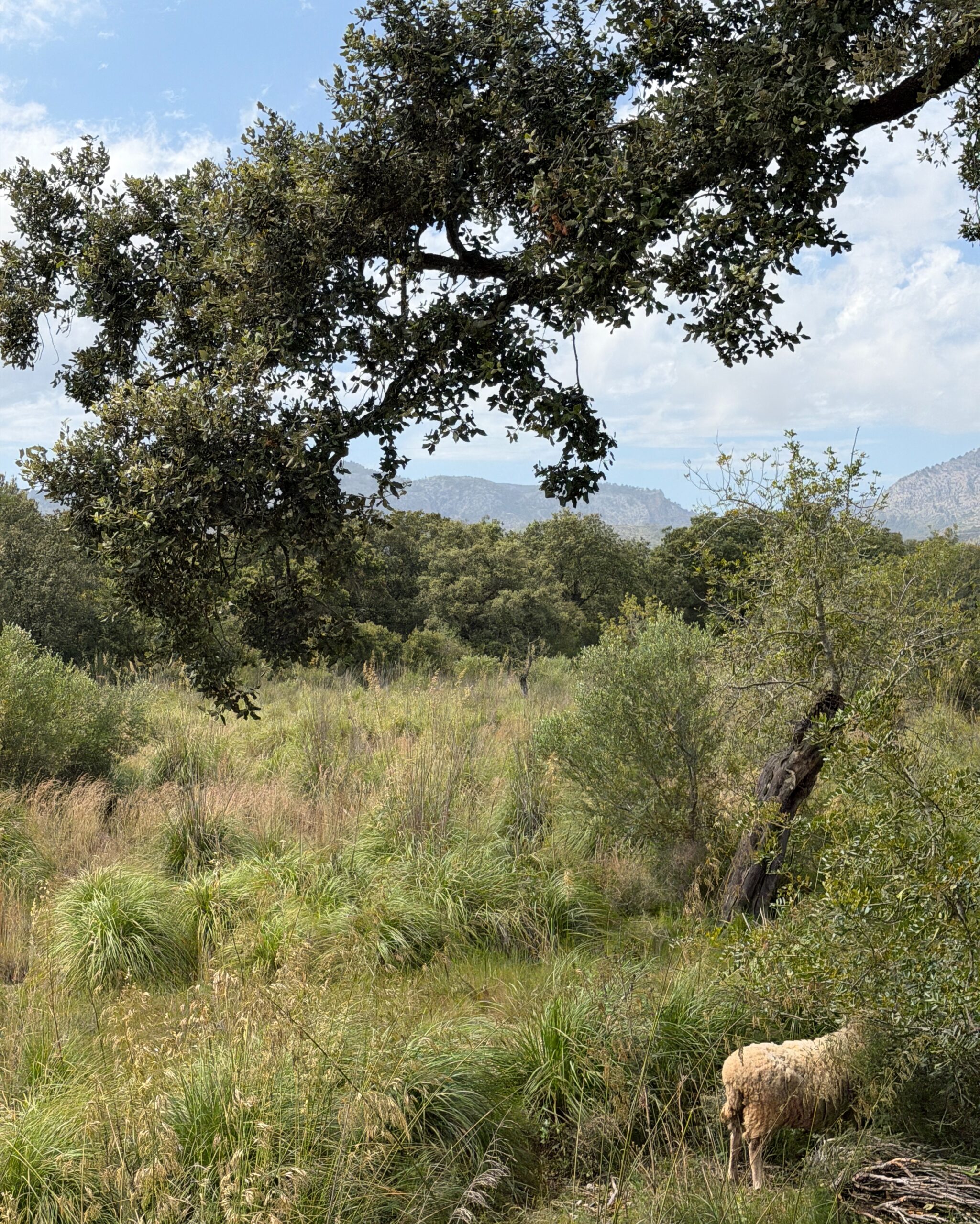 Mallorca och Serra de Tramuntana